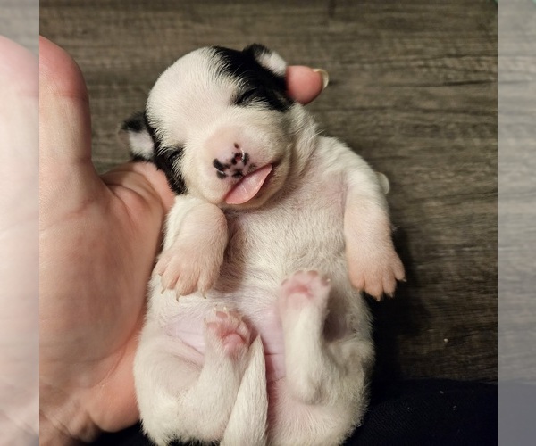 Medium Photo #1 Chihuahua Puppy For Sale in PORT HURON, MI, USA