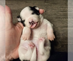 Chihuahua Puppy for sale in PORT HURON, MI, USA