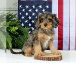 Small Photo #2 Cavapoo Puppy For Sale in NARVON, PA, USA