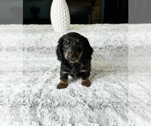 Dachshund Puppy for Sale in GREENFIELD, Indiana USA