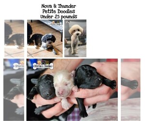 Goldendoodle Puppy for sale in ROCKLEDGE, FL, USA