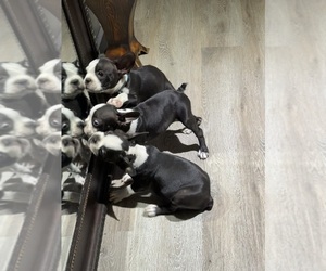 Boston Terrier Puppy for sale in DEL VALLE, TX, USA