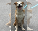 Small #2 Australian Shepherd Mix