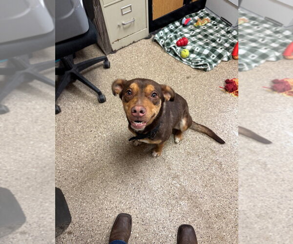 Medium Photo #2 Mutt Puppy For Sale in Great Bend, KS, USA