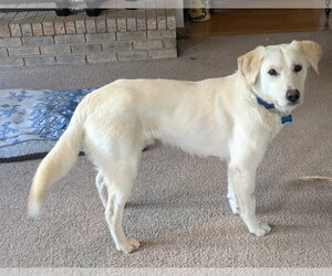 Labrador Retriever-Unknown Mix Dogs for adoption in Plainfield, IL, USA