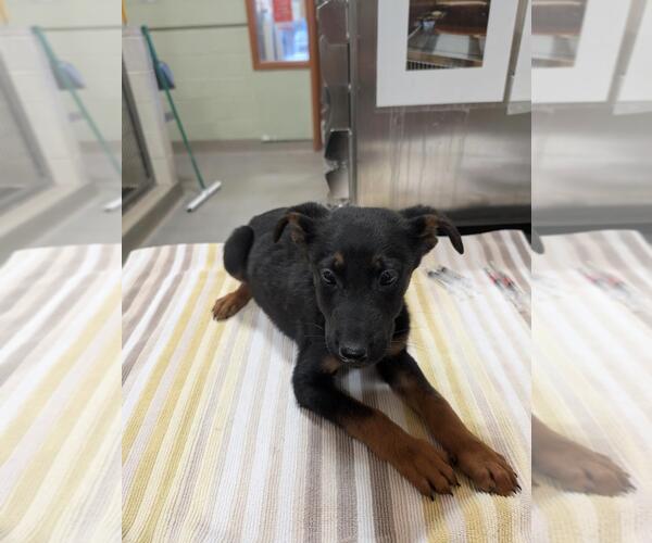 Medium Photo #1 German Shepherd Dog-Unknown Mix Puppy For Sale in Upland, CA, USA