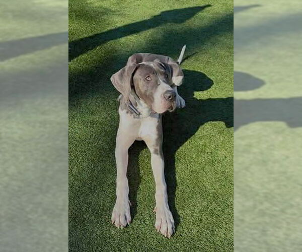 Medium Photo #2 Great Dane Puppy For Sale in Huntersville, NC, USA
