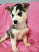 Small Photo #2 Siberian Husky Puppy For Sale in CORNELIA, GA, USA