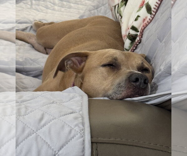 Medium Photo #4 Mutt Puppy For Sale in Fargo, ND, USA