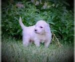 Small Photo #14 Goldendoodle Puppy For Sale in CHEYENNE, WY, USA