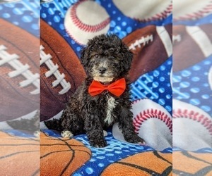 Old English Sheepdog-Poodle (Miniature) Mix Puppy for sale in GLEN ROCK, PA, USA