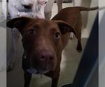 Small American Pit Bull Terrier