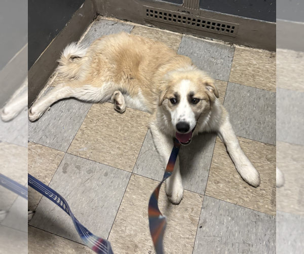 Medium Photo #3 Great Pyrenees-Unknown Mix Puppy For Sale in Brooklyn, NY, USA