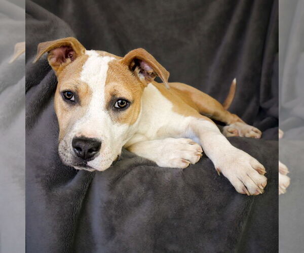 Medium Photo #4 American Staffordshire Terrier Puppy For Sale in Albuquerque, NM, USA