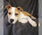 Small #3 American Staffordshire Terrier