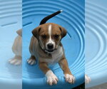 Small #2 Beagle Mix