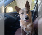 Small #1 Mutt