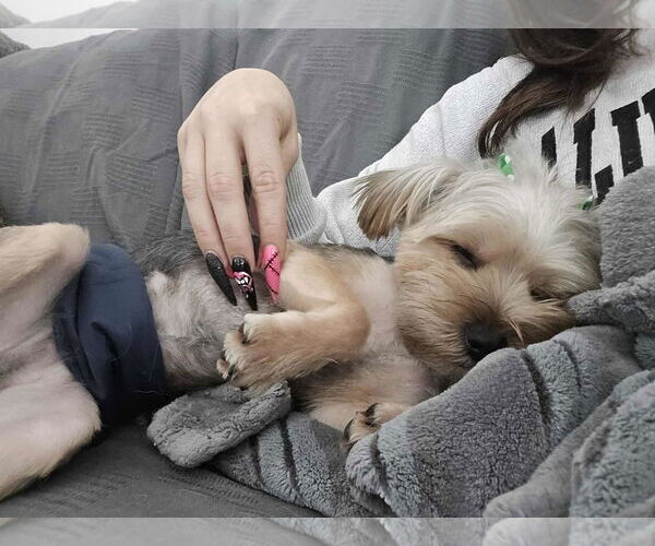 Medium Photo #6 Mutt Puppy For Sale in Gretna, NE, USA