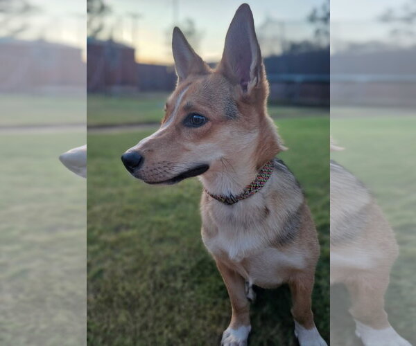 Medium Photo #3 Mutt Puppy For Sale in Grafton, WI, USA