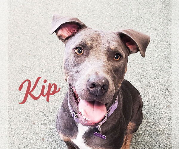 Medium Photo #4 Blue Lacy-Labrador Retriever Mix Puppy For Sale in HOUSTON, TX, USA