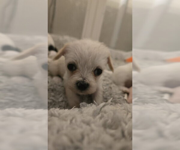 Medium Photo #1 Chihuahua-Unknown Mix Puppy For Sale in Pacifica, CA, USA