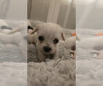 Purp - Female Chihuahua-Unknown Mix Dog for Adoption - Small photo