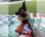 Small #1 Mutt