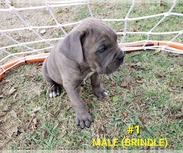 Medium Photo #1 Cane Corso Puppy For Sale in ENNIS, TX, USA