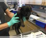 Small Australian Shepherd-German Shepherd Dog Mix