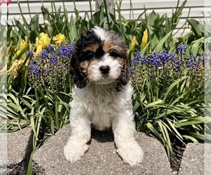 Cavapoo (Miniature) Puppy for sale in DUNDEE, OH, USA