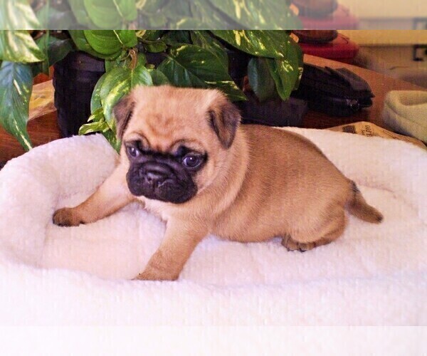 Medium Photo #3 Pug Puppy For Sale in NEW CASTLE, IN, USA