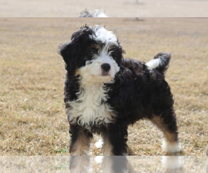 Bernedoodle Puppy for sale in ITASCA, TX, USA
