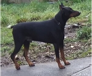 Father of the Doberman Pinscher puppies born on 12/13/2022