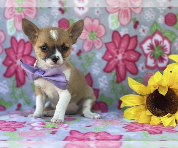 Medium Photo #4 Chihuahua Puppy For Sale in LANCASTER, PA, USA