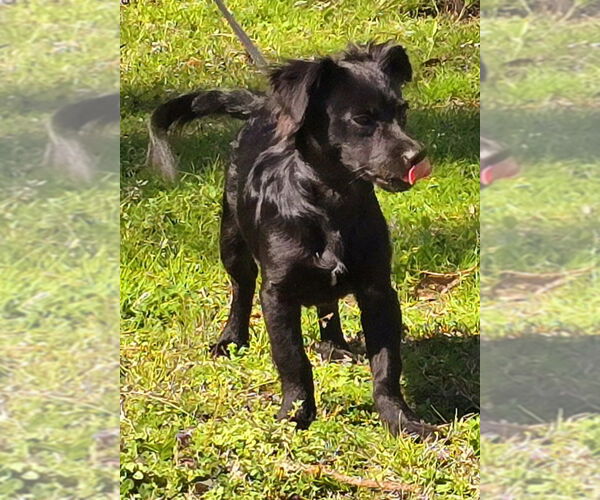 Medium Photo #4 Dachshund-Unknown Mix Puppy For Sale in Wetumpka, AL, USA