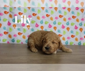 Goldendoodle Puppy for sale in GR, MI, USA
