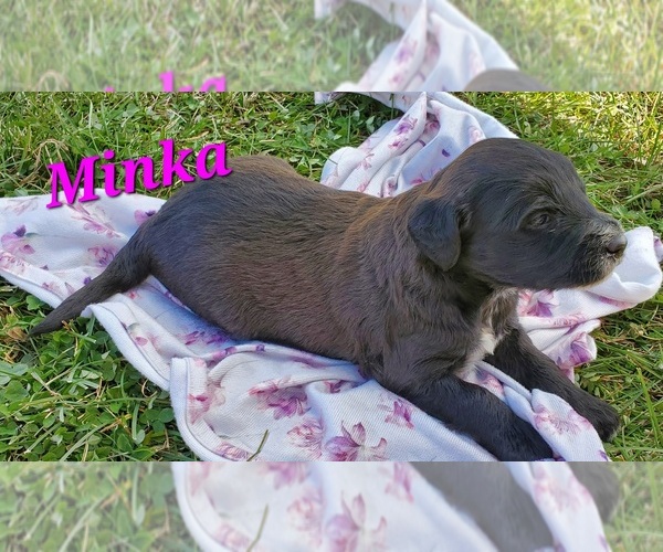 Medium Photo #6 Cattle Doodle Puppy For Sale in ATHENS TOWNSHIP, PA, USA