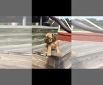 Small #1 Brussels Griffon