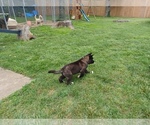 Small Photo #17 Akita Puppy For Sale in LOUISVILLE, KY, USA