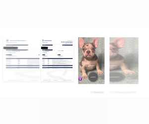 French Bulldog Puppy for sale in BEVERLY HILLS, CA, USA