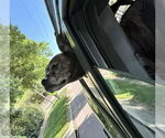 Small #7 Boxer Mix
