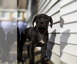 Puppy 1 Boerboel-Boxer Mix