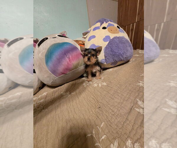 Medium Photo #2 Yorkshire Terrier Puppy For Sale in PITTSBURG, KS, USA