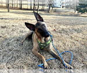 Mutt Dogs for adoption in Stevens Point, WI, USA