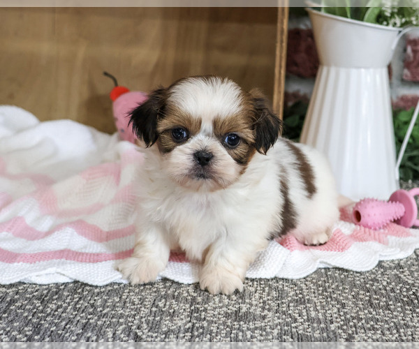 Medium Photo #6 Shih Tzu Puppy For Sale in SYRACUSE, IN, USA