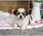 Jackie - Female Shih Tzu Puppy for Sale - Photo #6