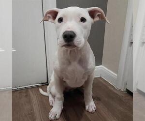 American Staffordshire Terrier-Unknown Mix Dogs for adoption in San Antonio, TX, USA
