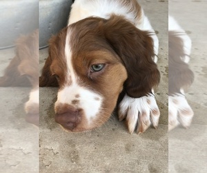 Brittany Puppy for sale in BOERNE, TX, USA