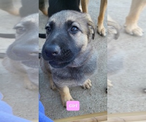 Malinois Puppy for sale in ALVIN, TX, USA