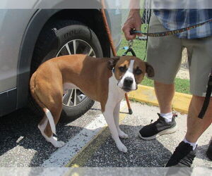 Bullboxer Pit Dogs for adoption in Ocala, FL, USA